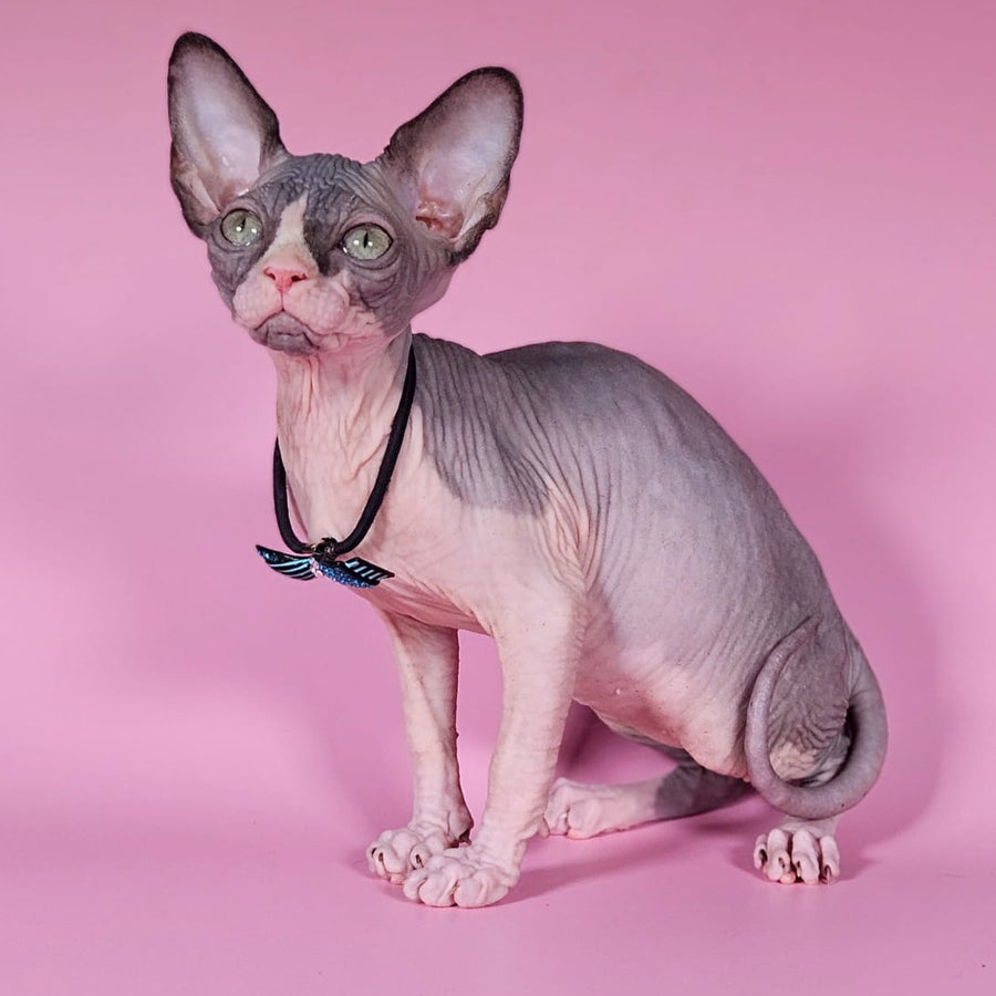 Basalt Canadian Sphynx male, black bicolour
