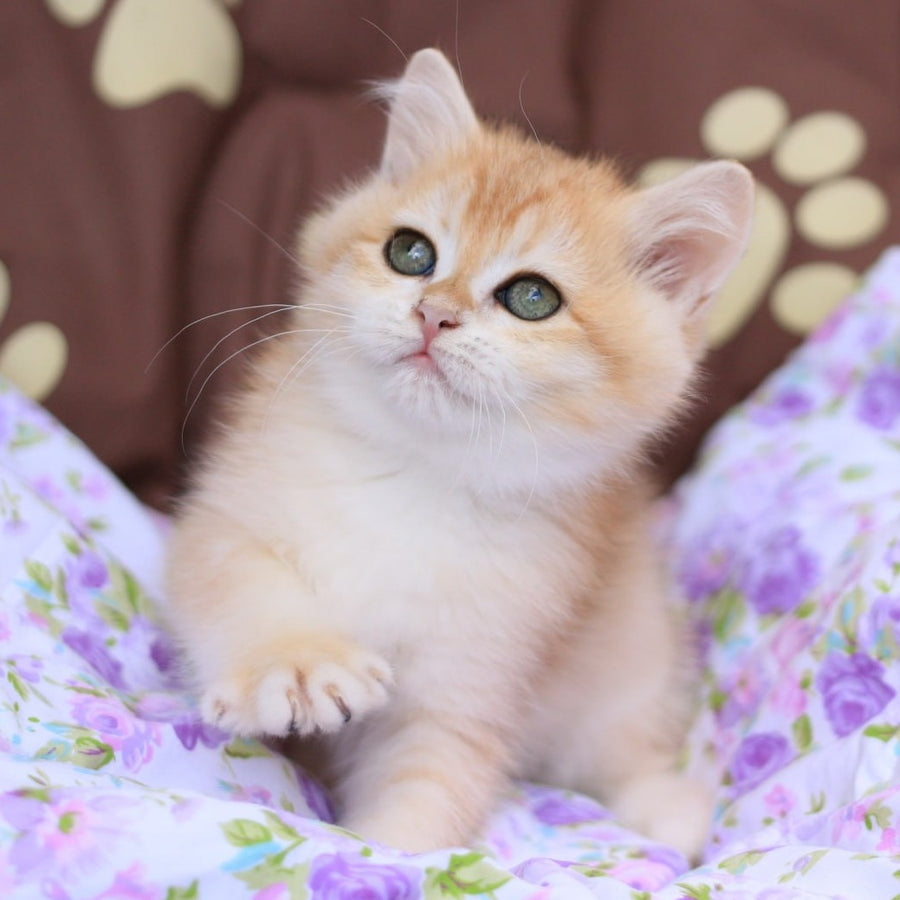 Ruby British Shorthair female, black golden chinchilla