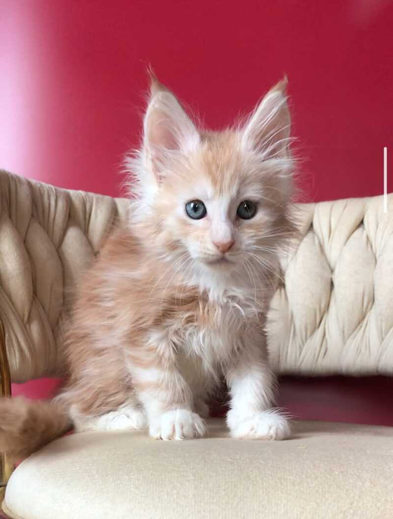 Yarik Maine Coon male, red silver tabby bicolour