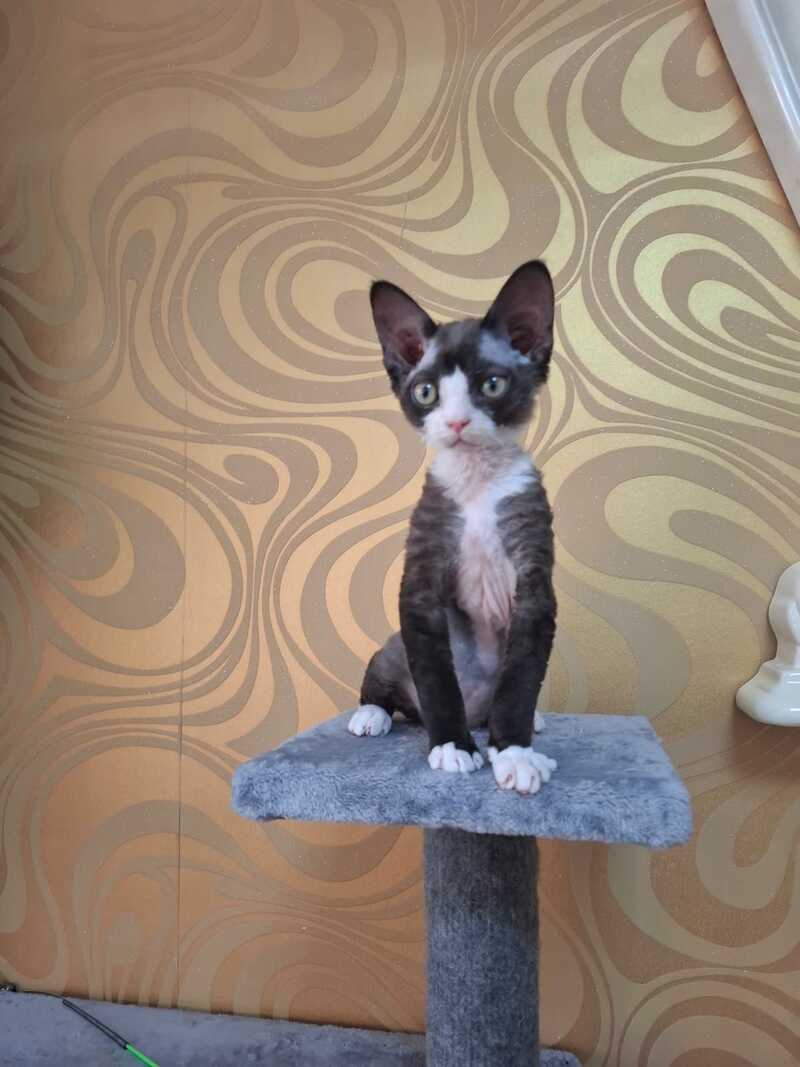 Eliza Devon Rex female black bicolour - live animals
