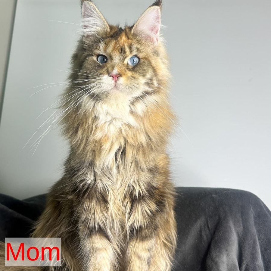 Claire Maine Coon female, black silver tabby