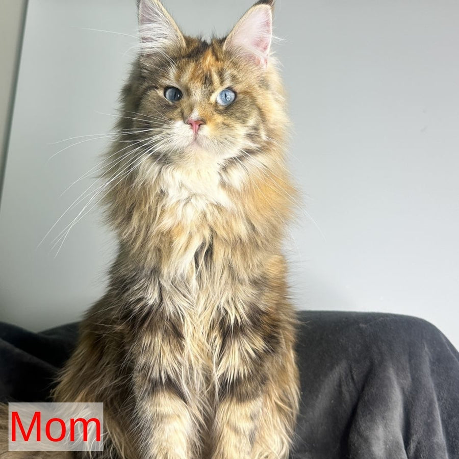 Carter Maine Coon male, red silver tabby with white