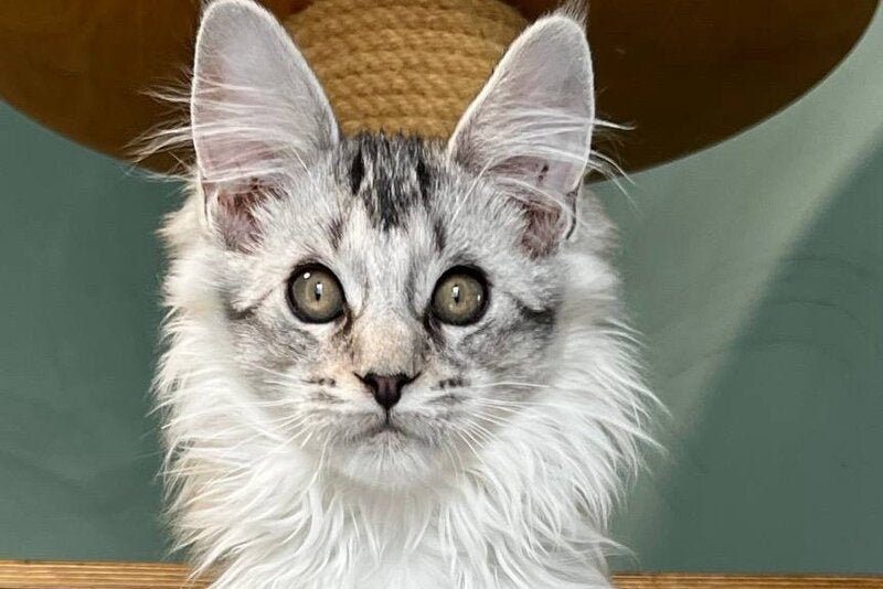 Western Maine Coon polydactyl male, black silver ticked tabby