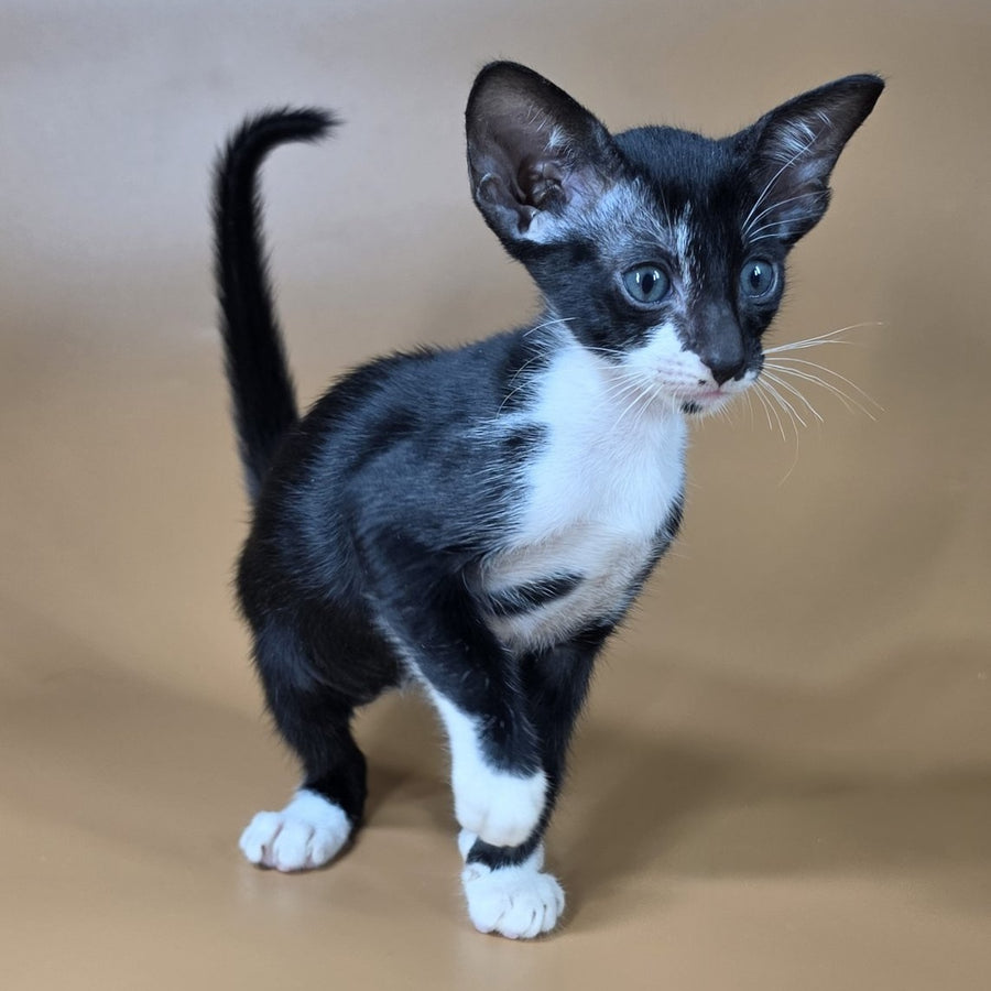 Daphne Oriental Shorthair female, black bicolour
