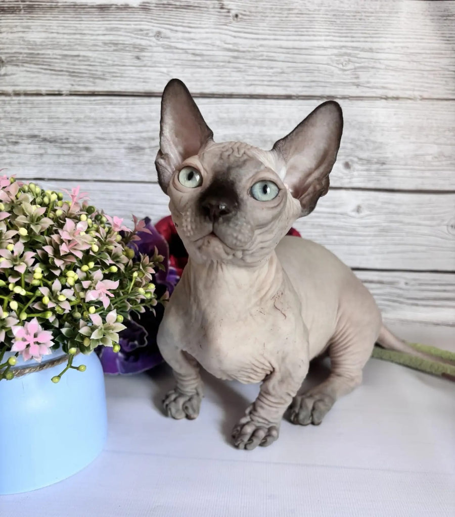 Richi Bambino male black pointed - live animals