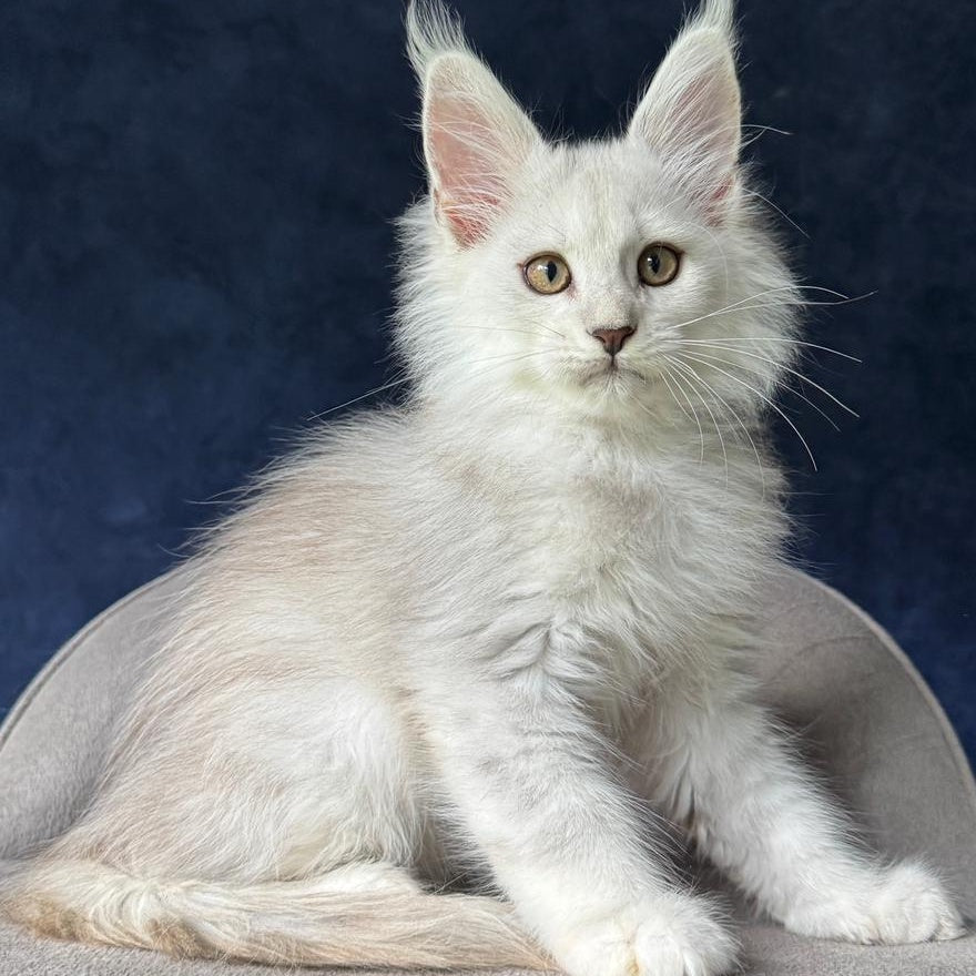 Yin Maine Coon male, black silver shaded