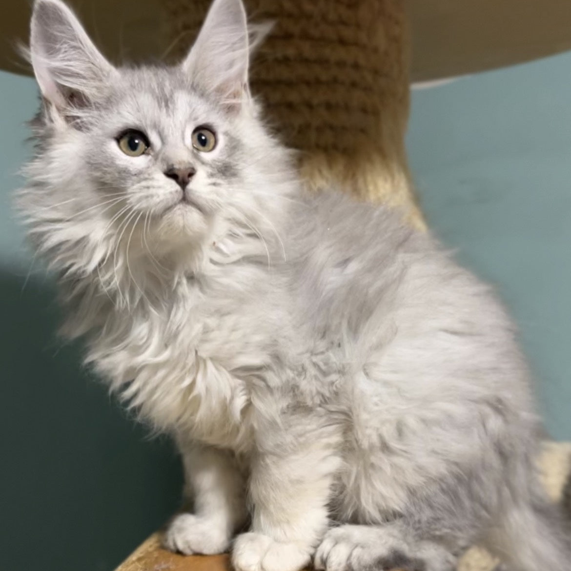 Hello Kitty Maine Coon female, blue silver spotted tabby