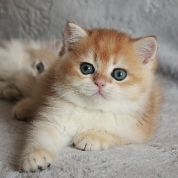 Khan British Shorthair male, black golden chinchilla