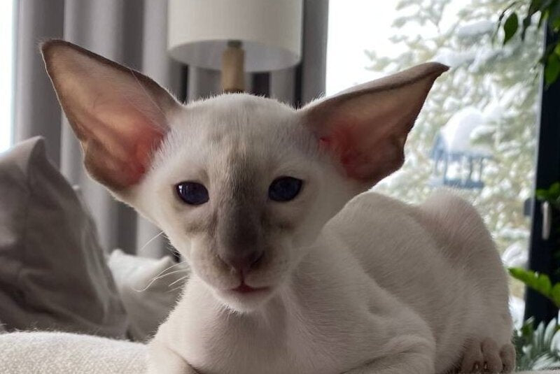 Hanter Siamese male lilac live animals