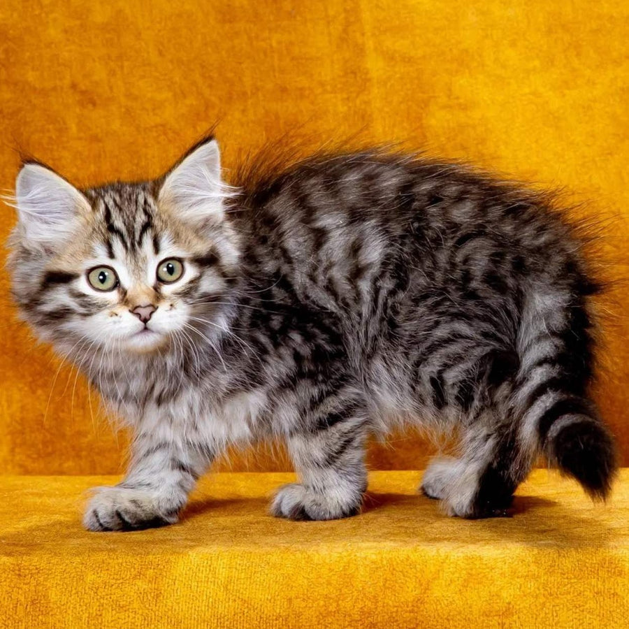 Klim Siberian male, black spotted tabby