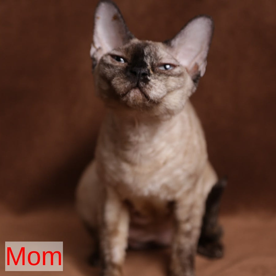 Paskal Devon Rex male, cinnamon