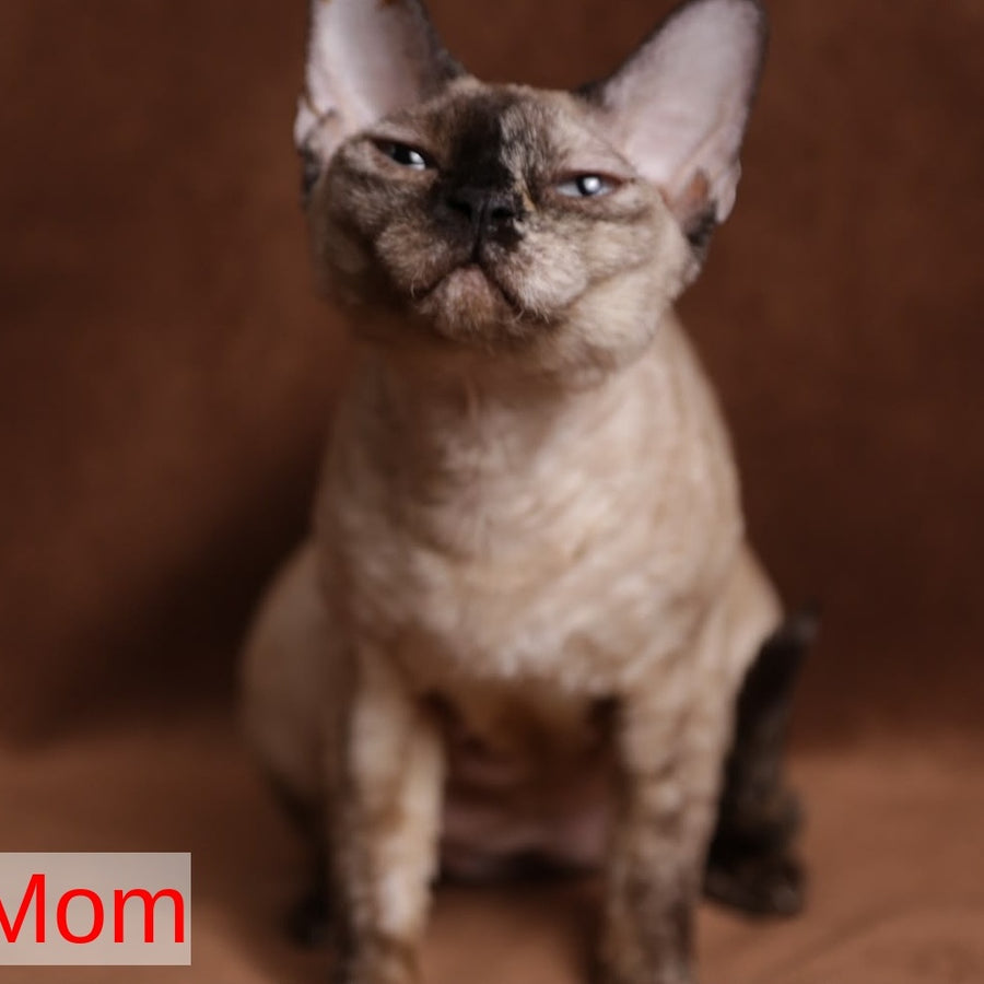 Persik Devon Rex male, red