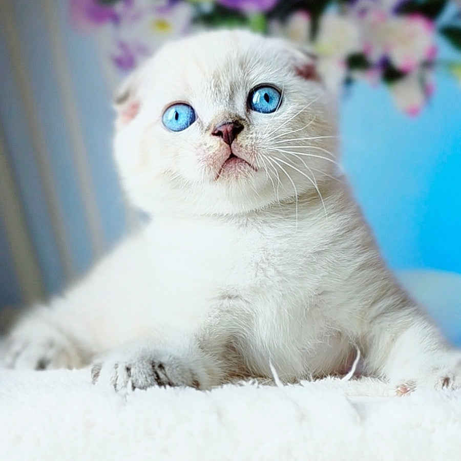 Chester Scottish Fold male, chocolate tabby pointed