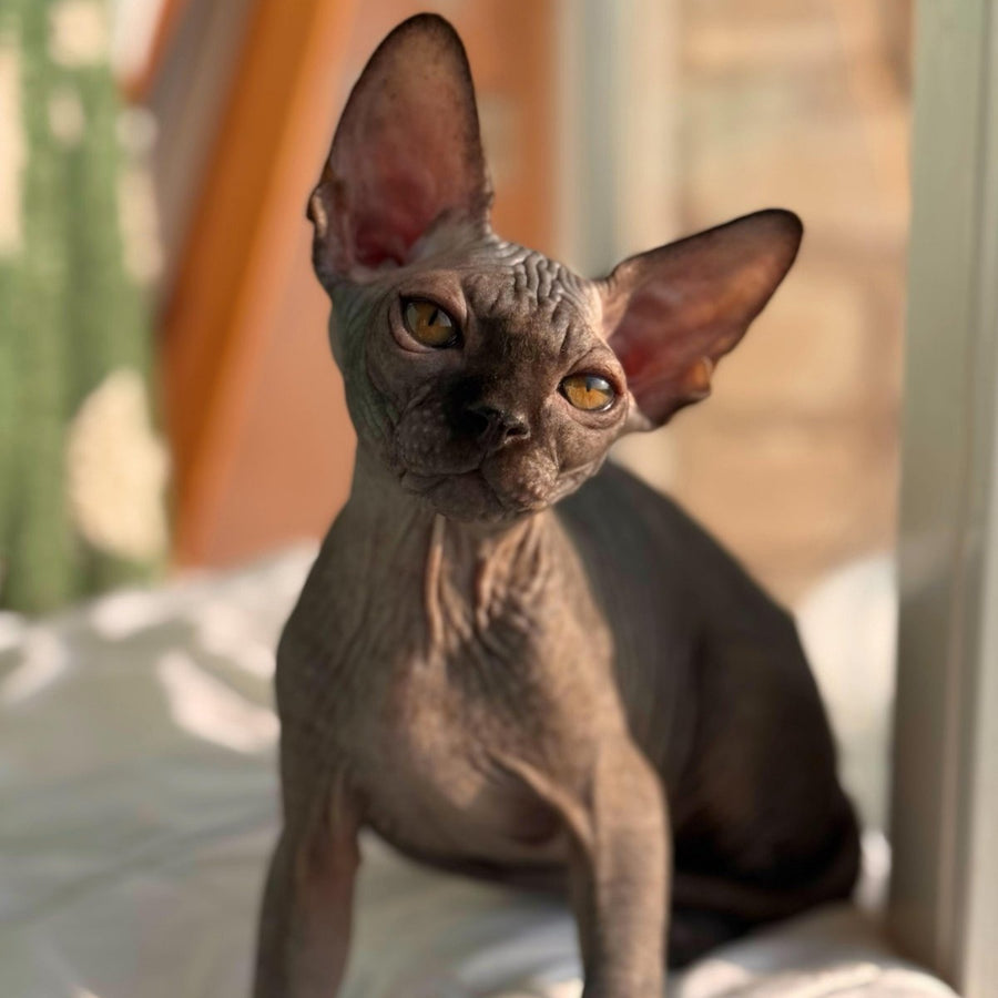Elvis Canadian Sphynx male, black