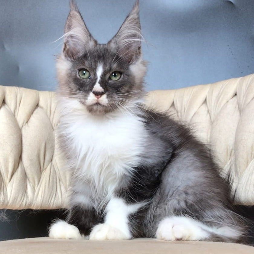 Chip Maine Coon male, black silver bicolour