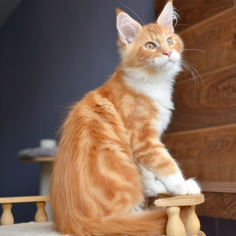 Xotil Maine Coon male, red with white tabby