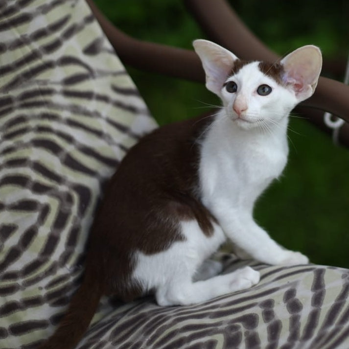 Puri Bembi Oriental Shorthair male, chocolate bicolour