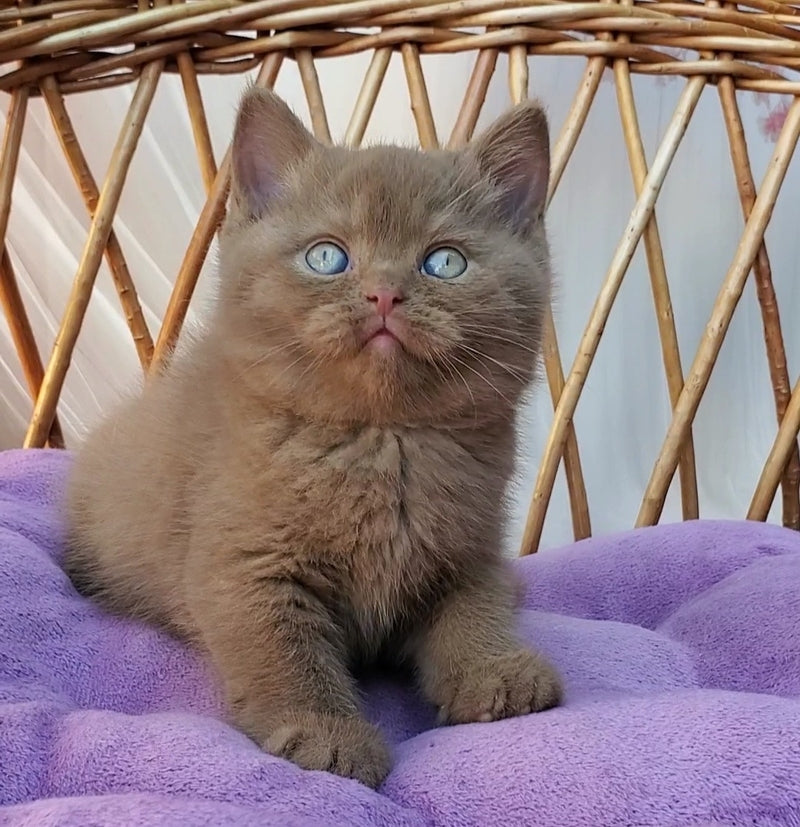 Xammer British Shorthair male, cinnamon