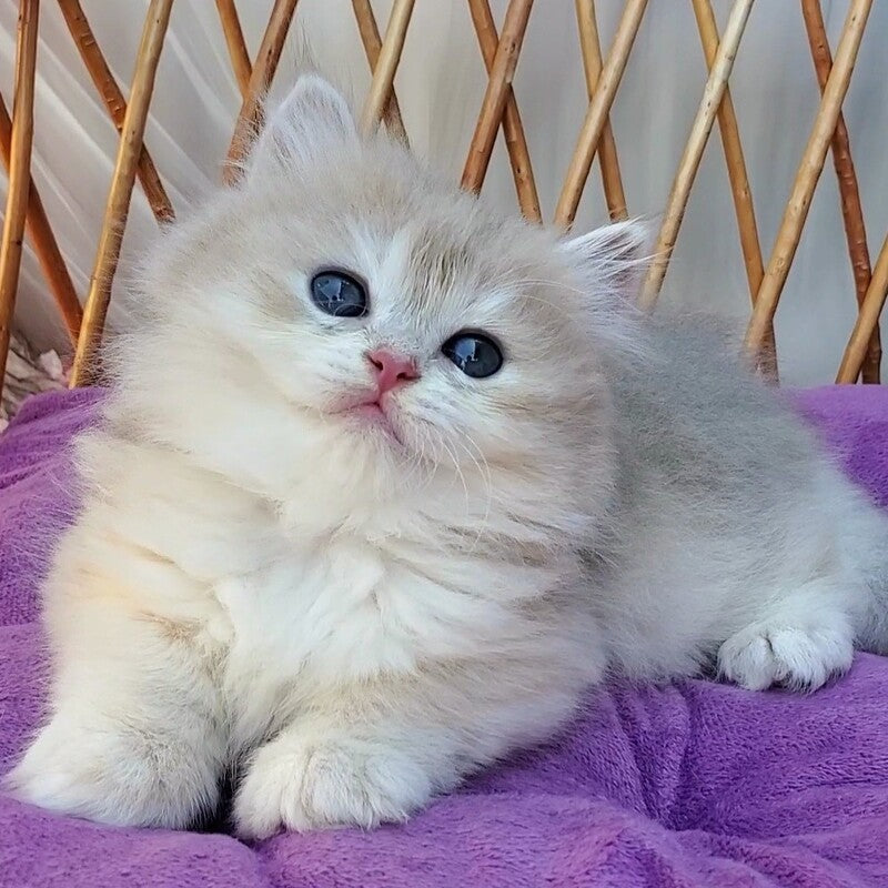 Zara British Longhair female blue golden shaded - live animals