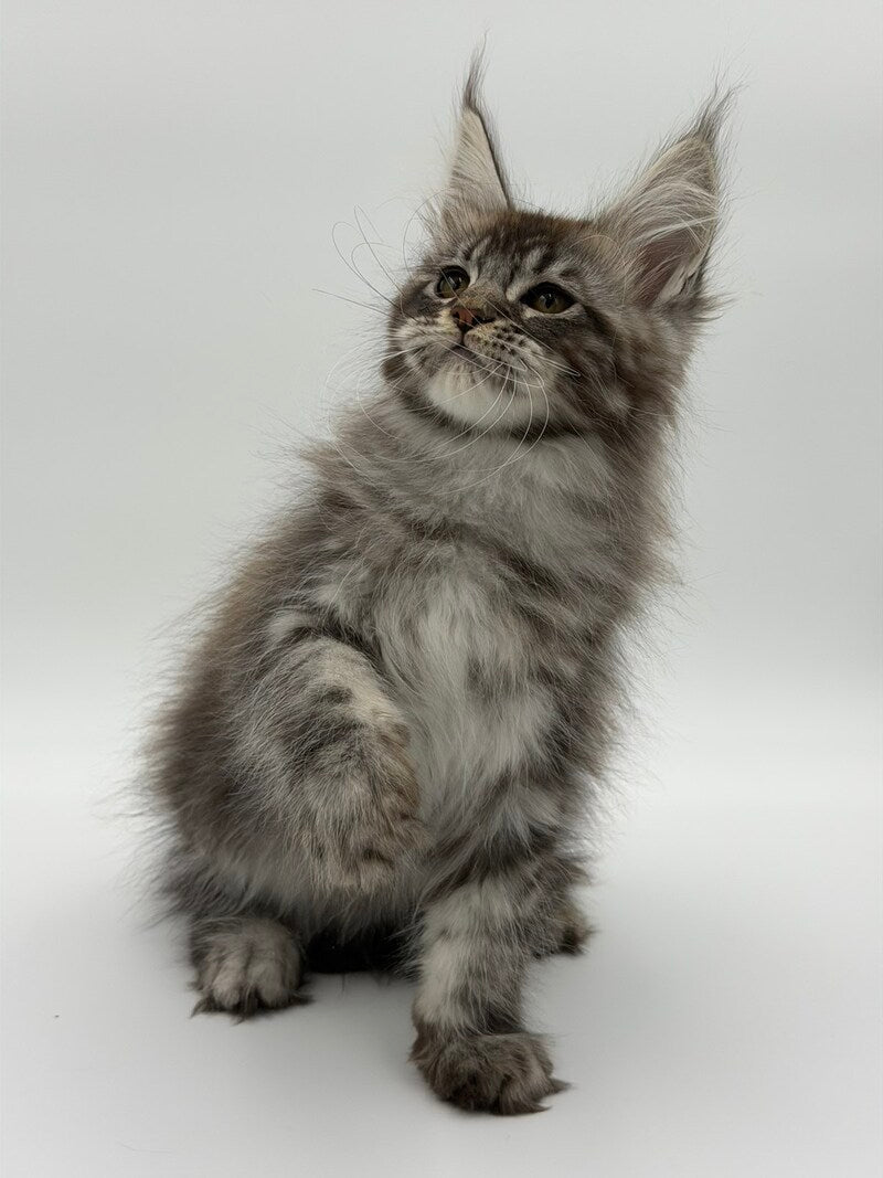 Kiss Maine Coon male black silver tabby - live animals