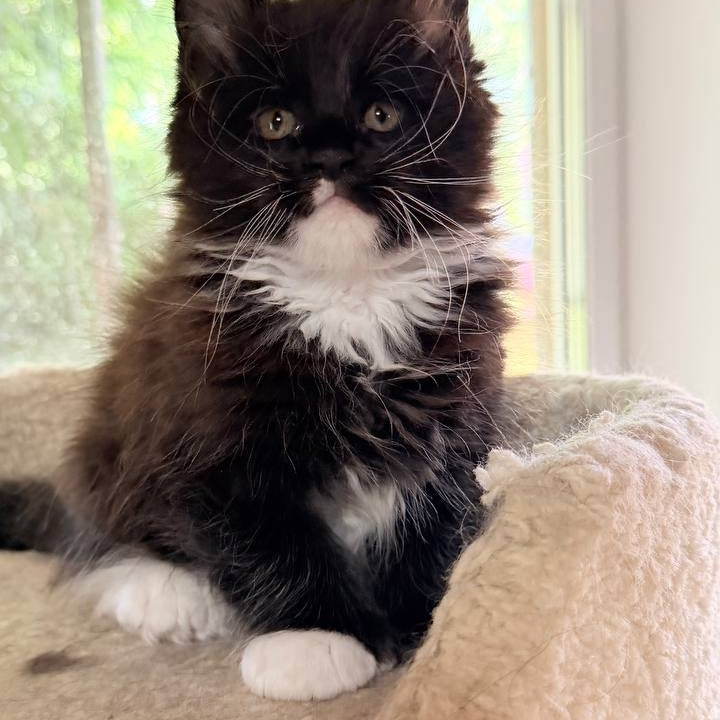 Onyx Maine Coon male, black bicolour