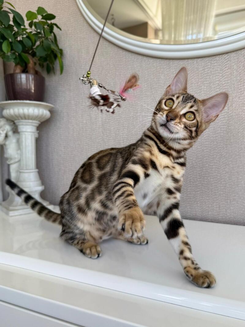 Elly Bengal female black spotted tabby - live animals