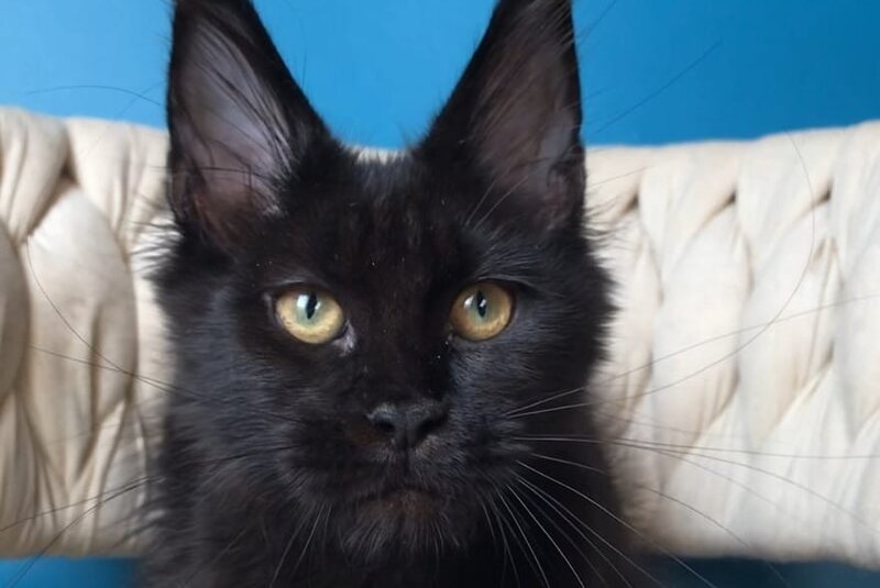 Vlastelina Maine Coon female black - live animals