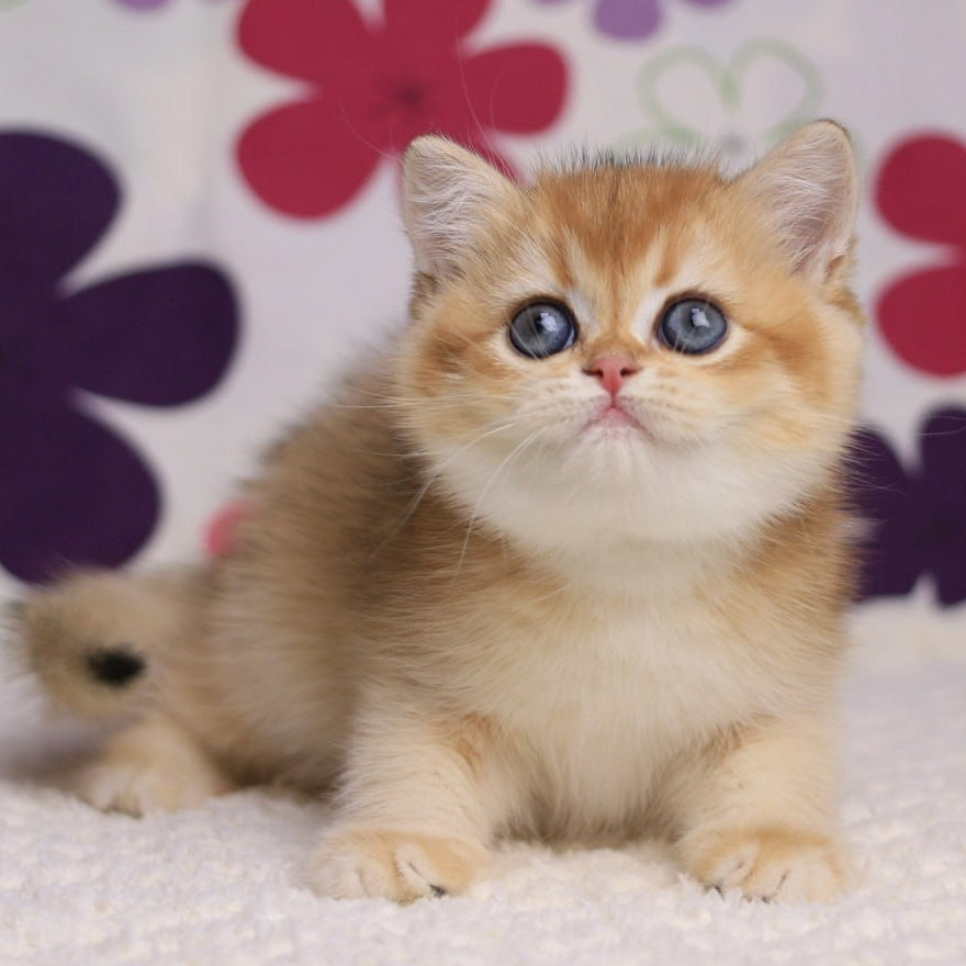 Aurora British Shorthair female, black golden chinchilla