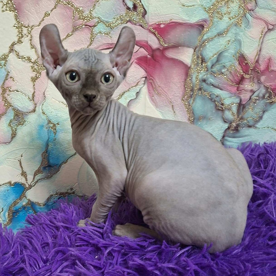 Sahar Elf male, blue