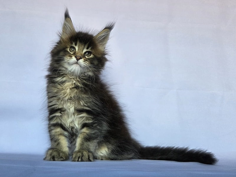Quokka Maine Coon female, black ticked tabby