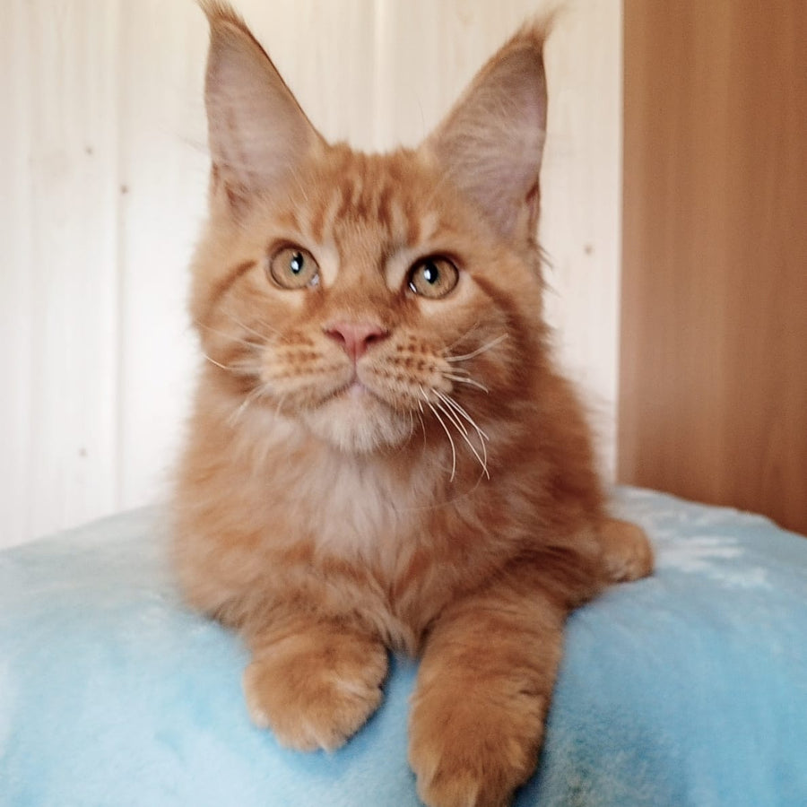 Willy Maine Coon male, red