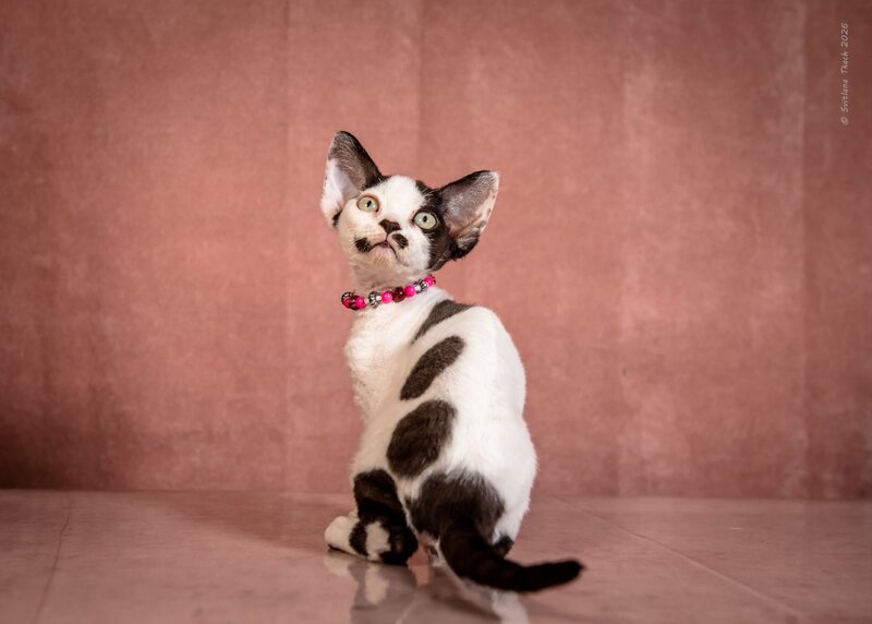 Lelya Devon Rex female, black harlequin