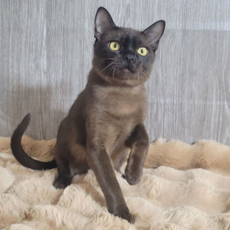 Odysseus Burmese male, black