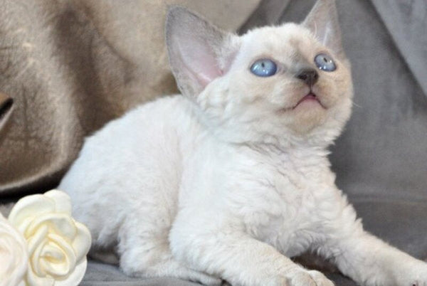 Agatha Devon Rex female blue pointed - live animals