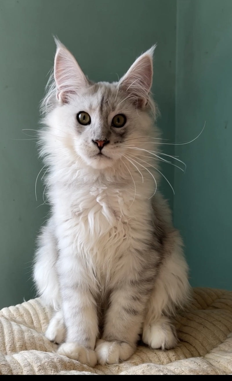 Bravo Maine Coon male, black silver shaded