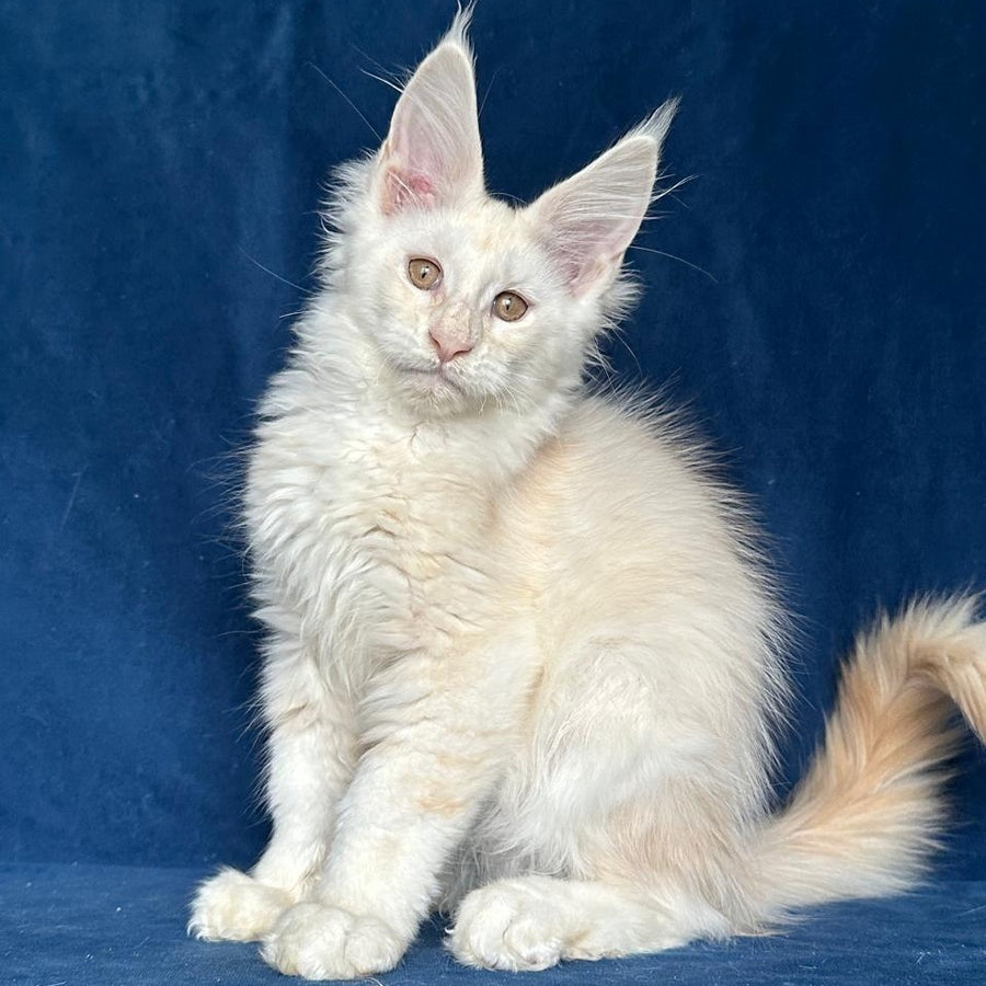 Large Sam Maine Coon male, red silver shaded