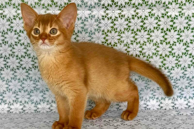 Bastet Abyssinian female sorrel - live animals