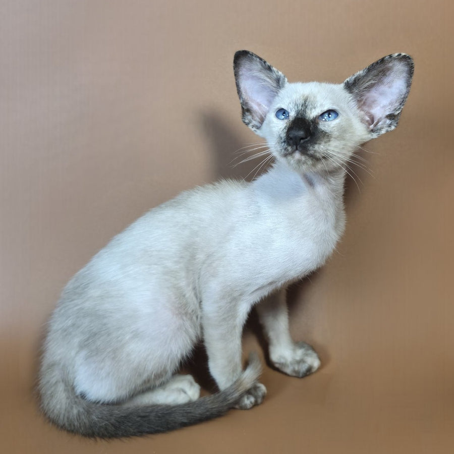 Lyra Siamese female, black tortie