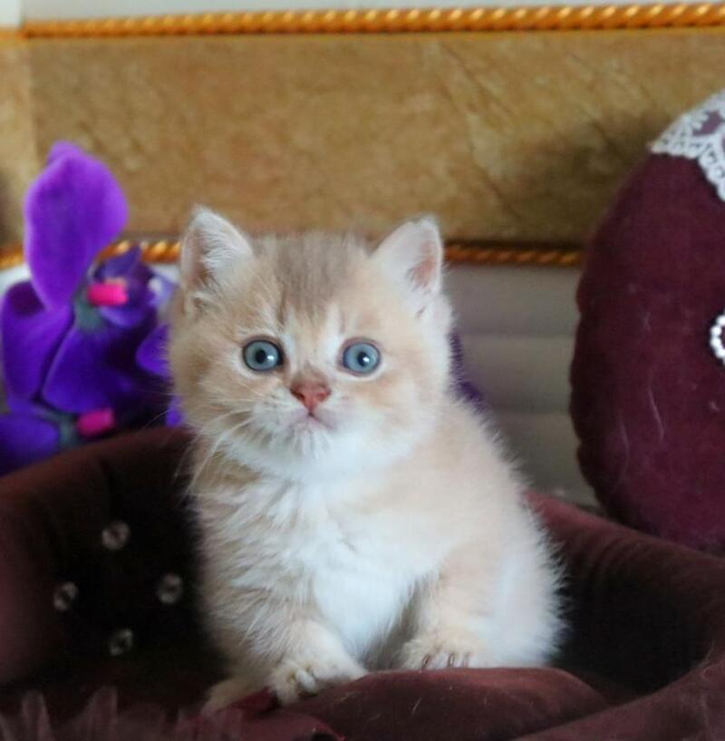 Stiven British Shorthair male, lilac golden shaded