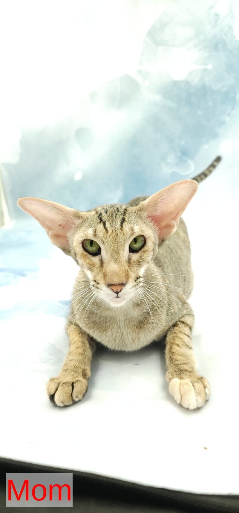 Odette Oriental Shorthair female, black spotted tabby