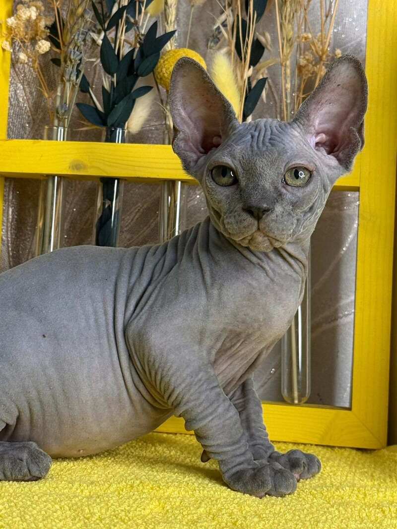 Germes Canadian Sphynx male, blue