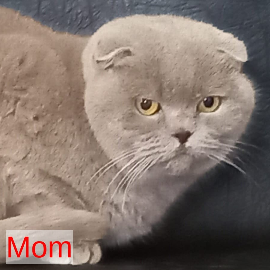 Emelya Scottish Fold male, blue