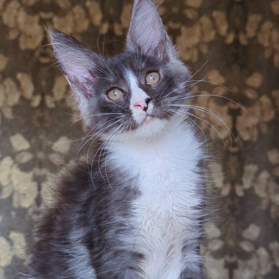 Harisha Maine Coon male, black silver bicolour