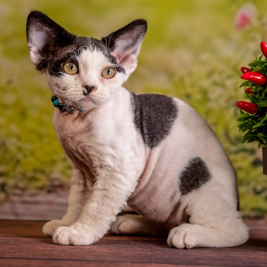 Lucke Devon Rex male, black harlequin