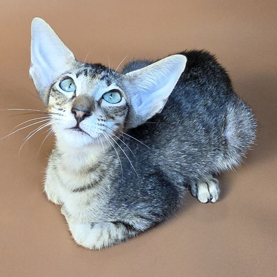 Gabriel Oriental Shorthair male, black spotted tabby