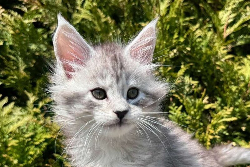 Eremey Maine Coon male black silver spotted tabby - live animals