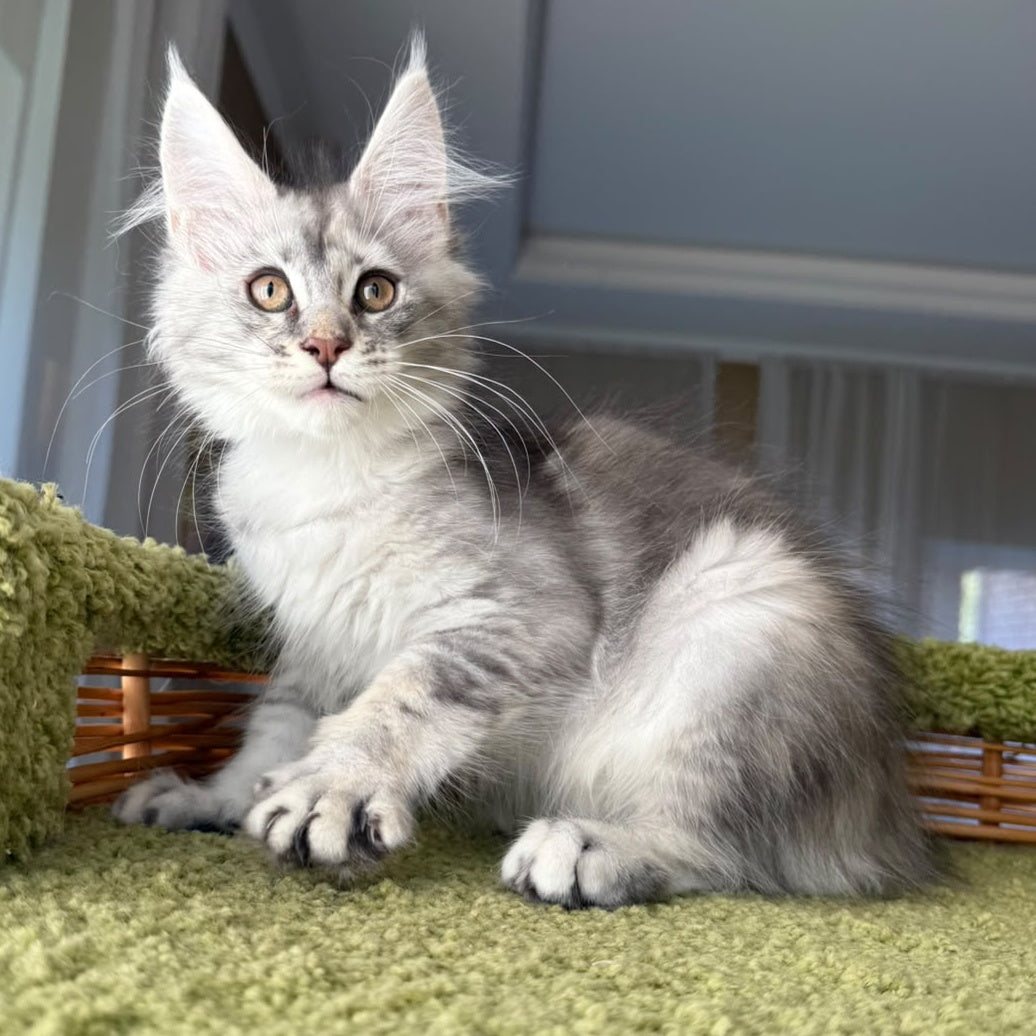 Jess Maine Coon female, blue tortie silver ticked tabby