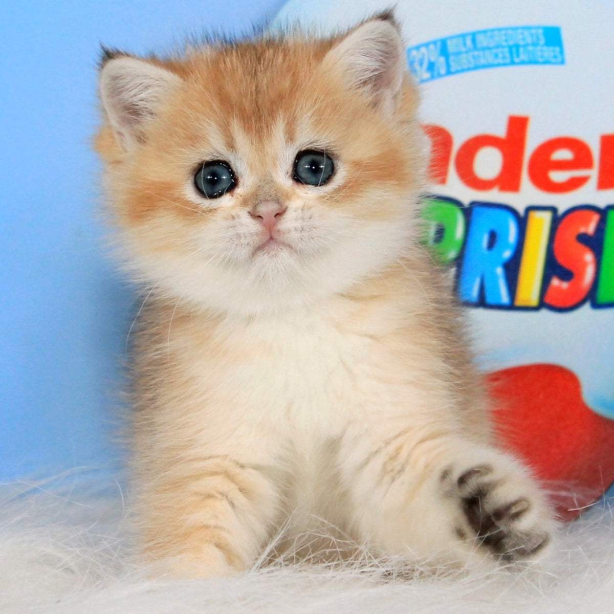 Ustina British Shorthair female, black golden shaded