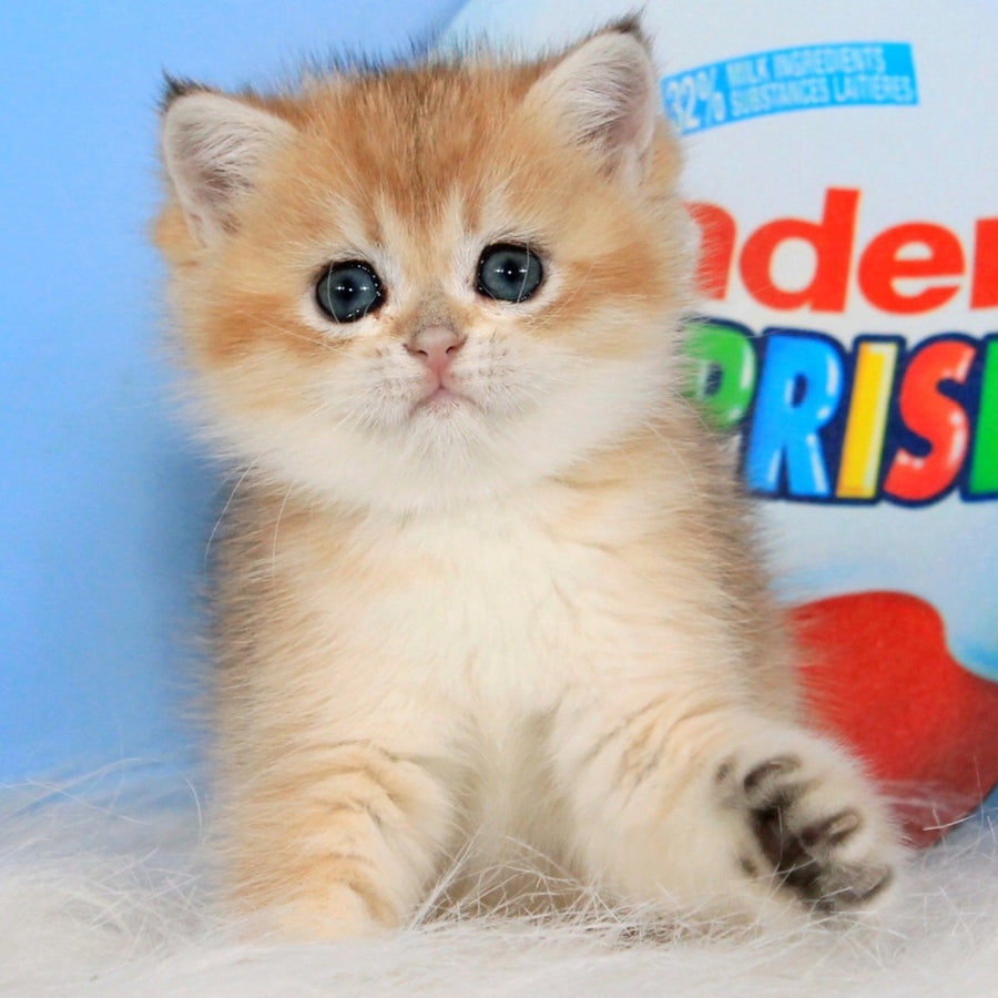 Ustina British Shorthair female, black golden shaded