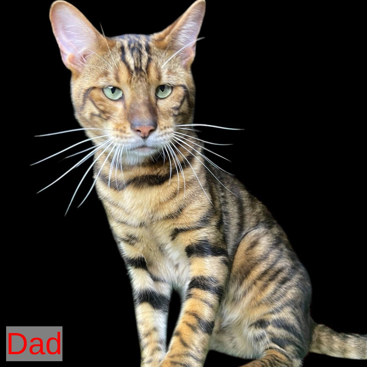 Yun Toyger male, brown tabby